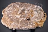 Gorgeous Indonesian Petrified Wood Table - Excellent Wood Detail #264872-7
